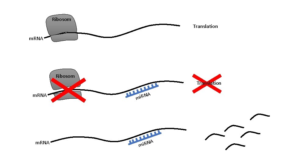 Ribosom Translation m. RNA A mi. RN 