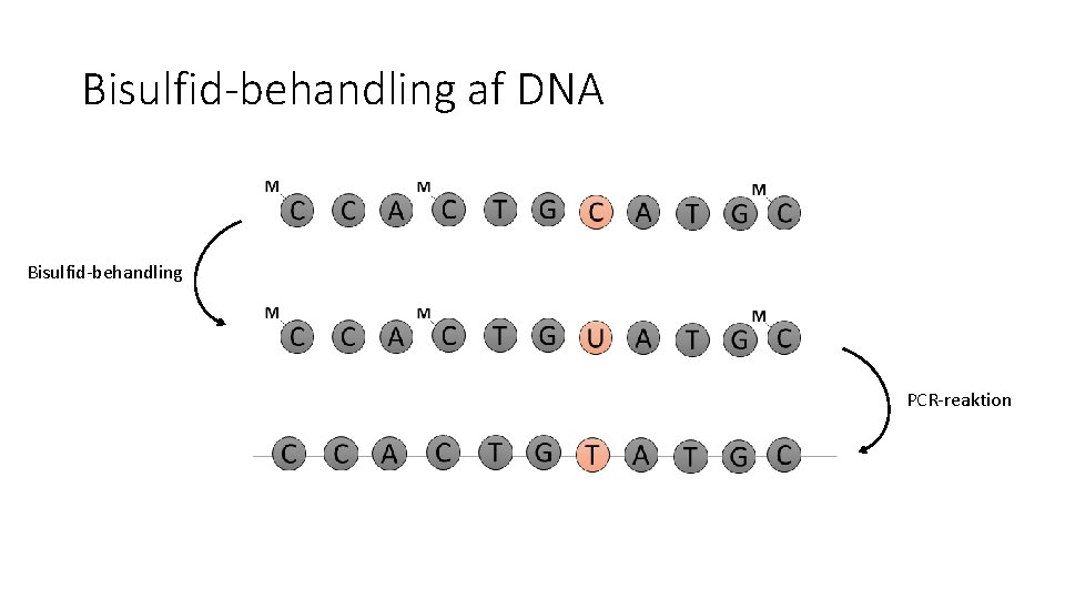 Bisulfid-behandling af DNA Bisulfid-behandling PCR-reaktion 