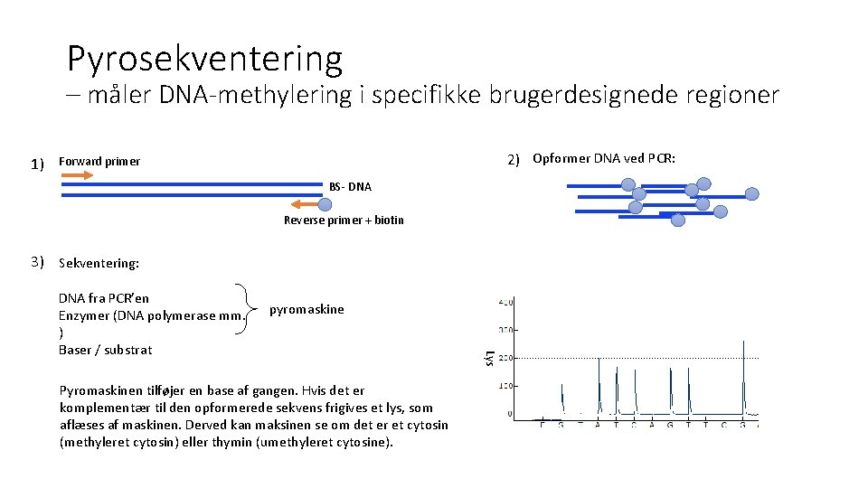 Pyrosekventering – måler DNA-methylering i specifikke brugerdesignede regioner 1) 2) Opformer DNA ved PCR: