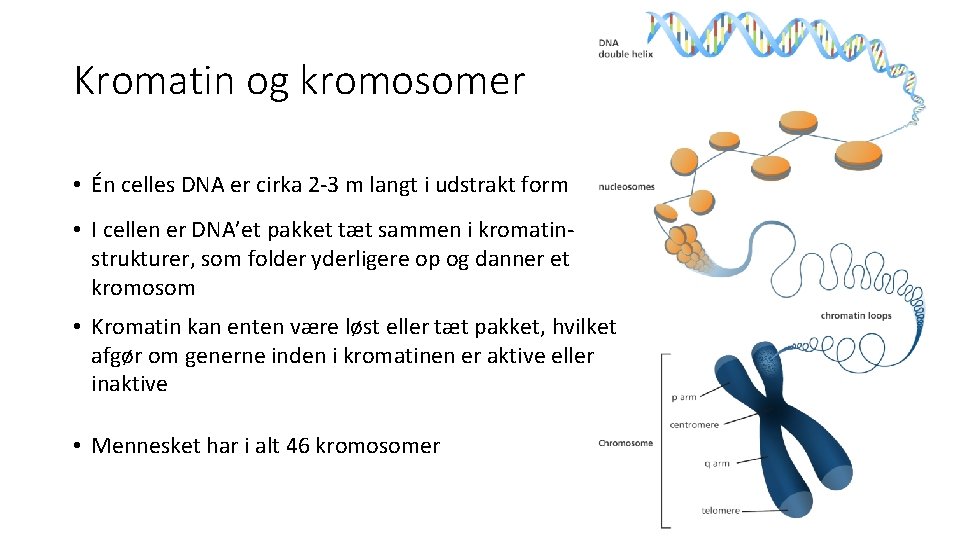 Kromatin og kromosomer • Én celles DNA er cirka 2 -3 m langt i