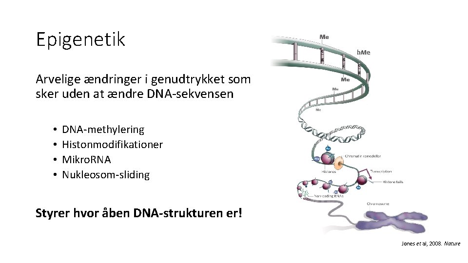 Epigenetik h. Me Arvelige ændringer i genudtrykket som sker uden at ændre DNA-sekvensen •