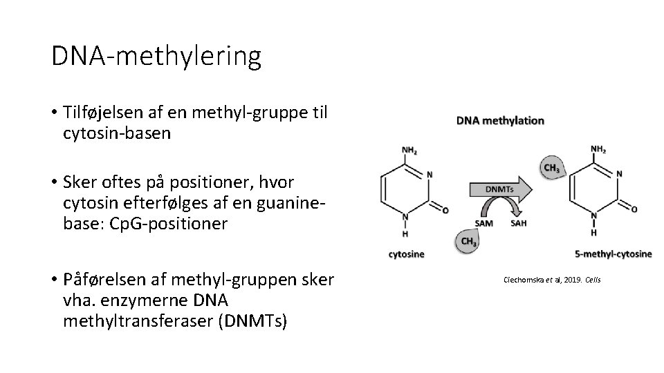 DNA-methylering • Tilføjelsen af en methyl-gruppe til cytosin-basen • Sker oftes på positioner, hvor