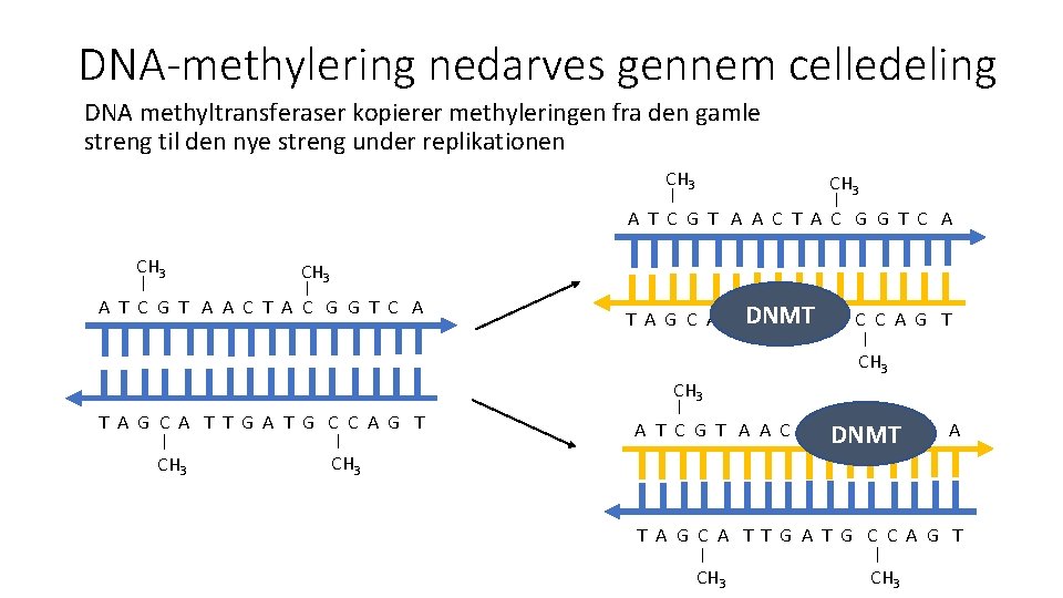 DNA-methylering nedarves gennem celledeling DNA methyltransferaser kopierer methyleringen fra den gamle streng til den