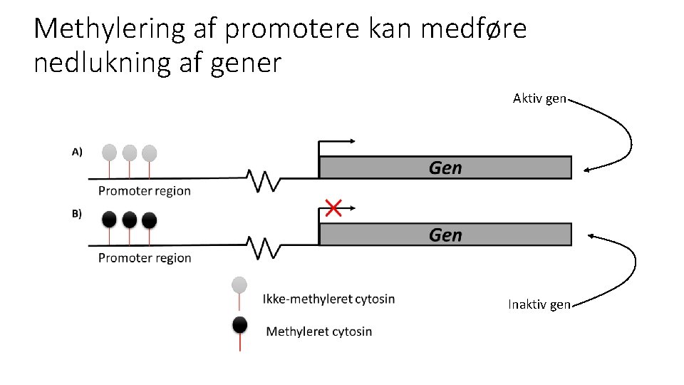 Methylering af promotere kan medføre nedlukning af gener Aktiv gen Inaktiv gen 