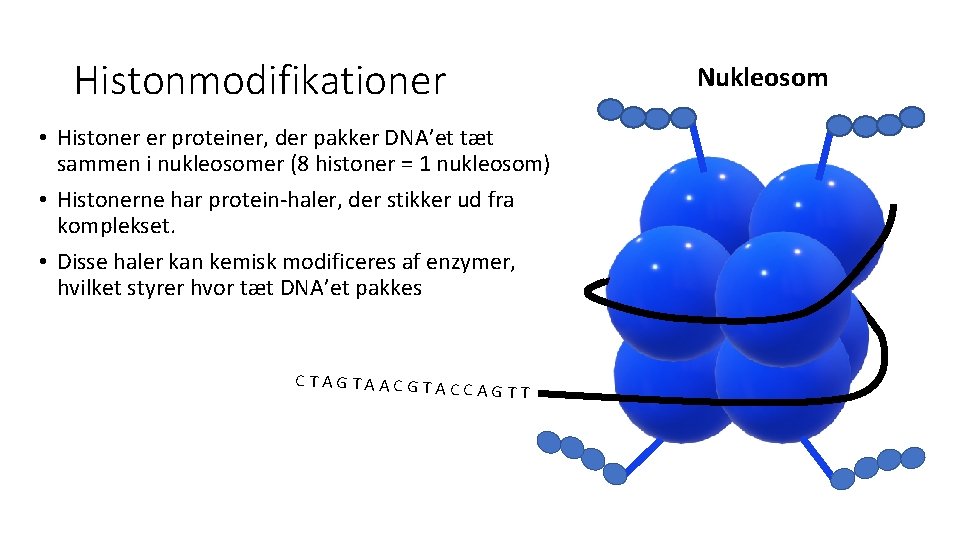 Histonmodifikationer Nukleosom • Histoner er proteiner, der pakker DNA’et tæt sammen i nukleosomer (8