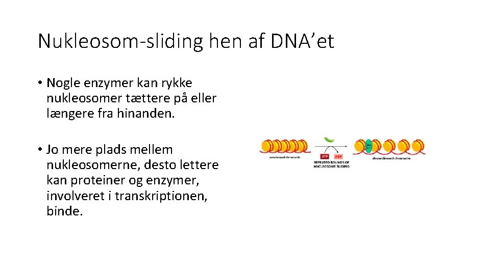 Nukleosom-sliding hen af DNA’et • Nogle enzymer kan rykke nukleosomer tættere på eller længere