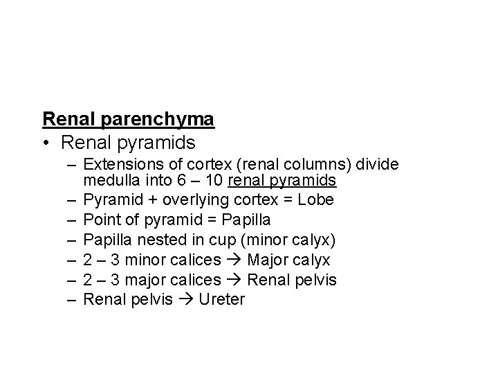 Renal parenchyma • Renal pyramids – Extensions of cortex (renal columns) divide medulla into