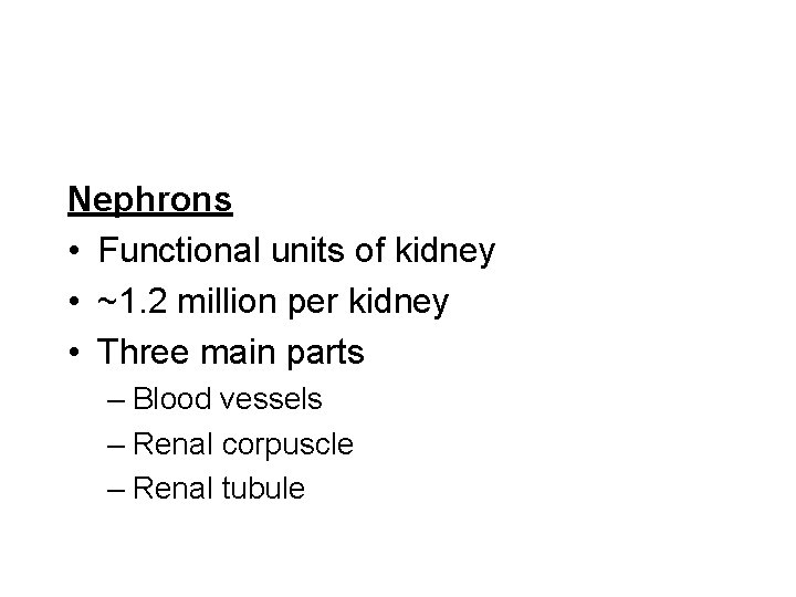 Nephrons • Functional units of kidney • ~1. 2 million per kidney • Three