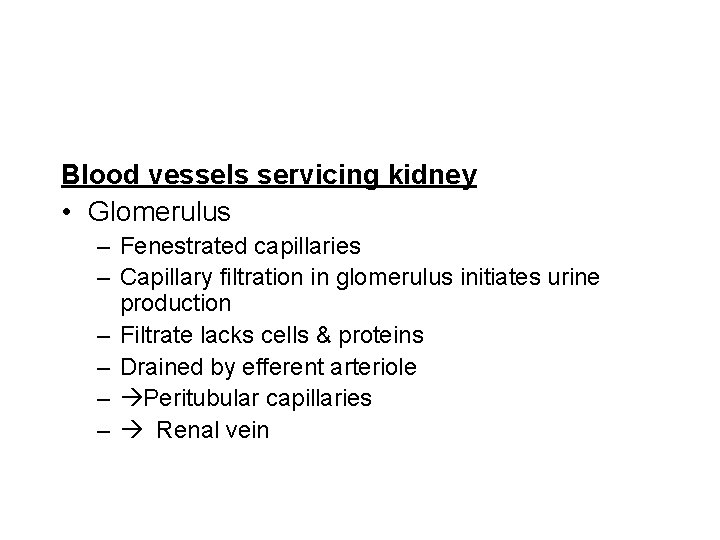 Blood vessels servicing kidney • Glomerulus – Fenestrated capillaries – Capillary filtration in glomerulus