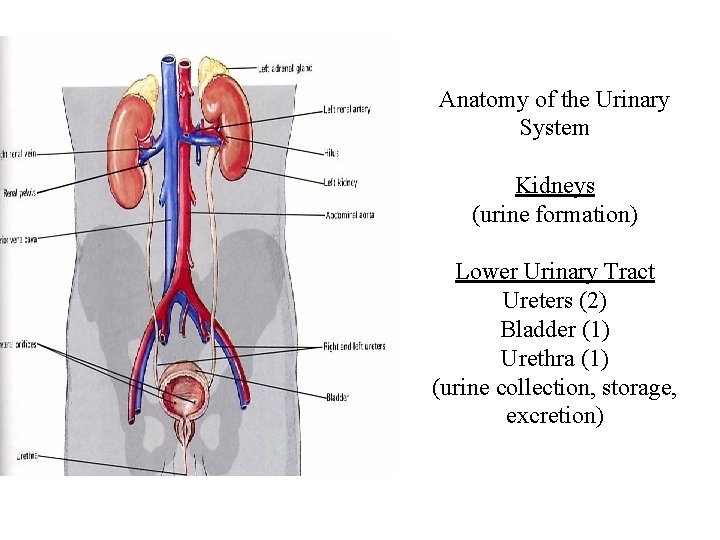 Anatomy of the Urinary System Kidneys (urine formation) Lower Urinary Tract Ureters (2) Bladder