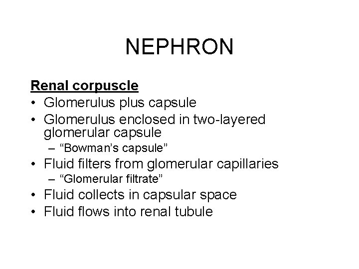 NEPHRON Renal corpuscle • Glomerulus plus capsule • Glomerulus enclosed in two-layered glomerular capsule