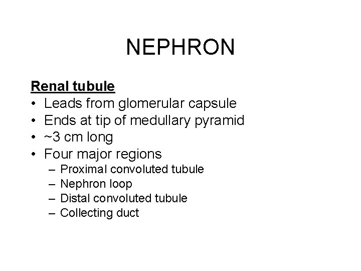 NEPHRON Renal tubule • Leads from glomerular capsule • Ends at tip of medullary