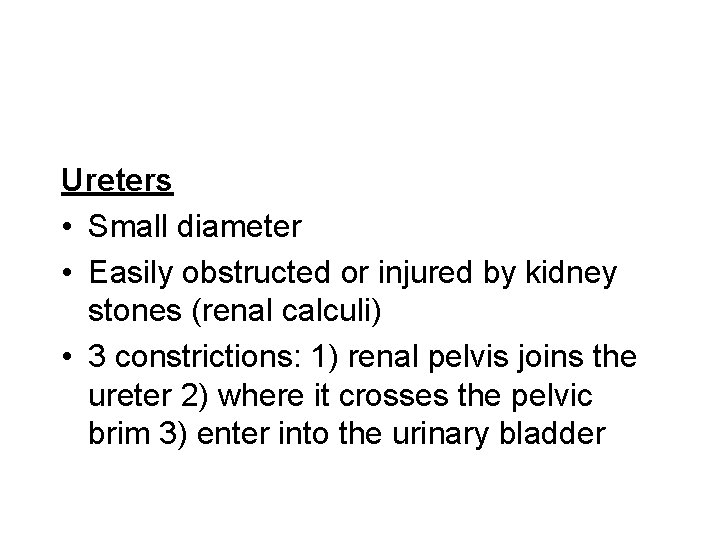 Ureters • Small diameter • Easily obstructed or injured by kidney stones (renal calculi)