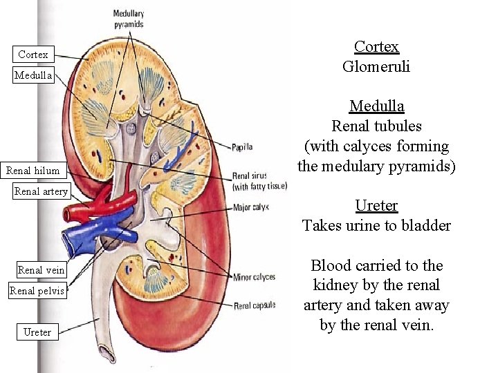 Cortex Medulla Renal hilum Renal artery Renal vein Renal pelvis Ureter Cortex Glomeruli Medulla