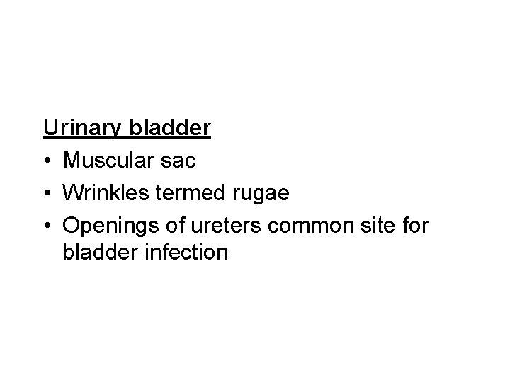 Urinary bladder • Muscular sac • Wrinkles termed rugae • Openings of ureters common