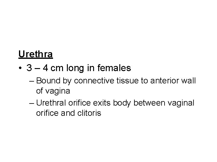 Urethra • 3 – 4 cm long in females – Bound by connective tissue