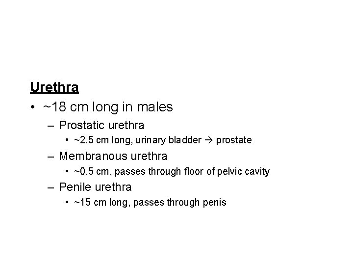 Urethra • ~18 cm long in males – Prostatic urethra • ~2. 5 cm