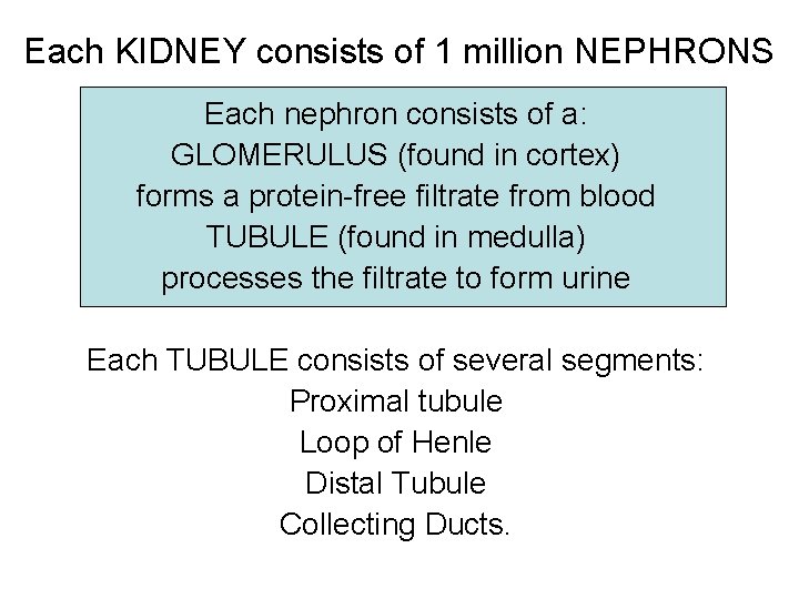 Each KIDNEY consists of 1 million NEPHRONS Each nephron consists of a: GLOMERULUS (found