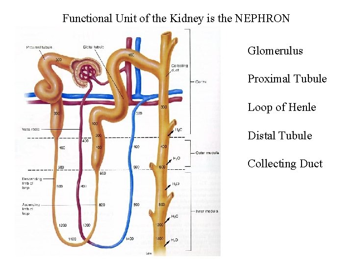 Functional Unit of the Kidney is the NEPHRON Glomerulus Proximal Tubule Loop of Henle