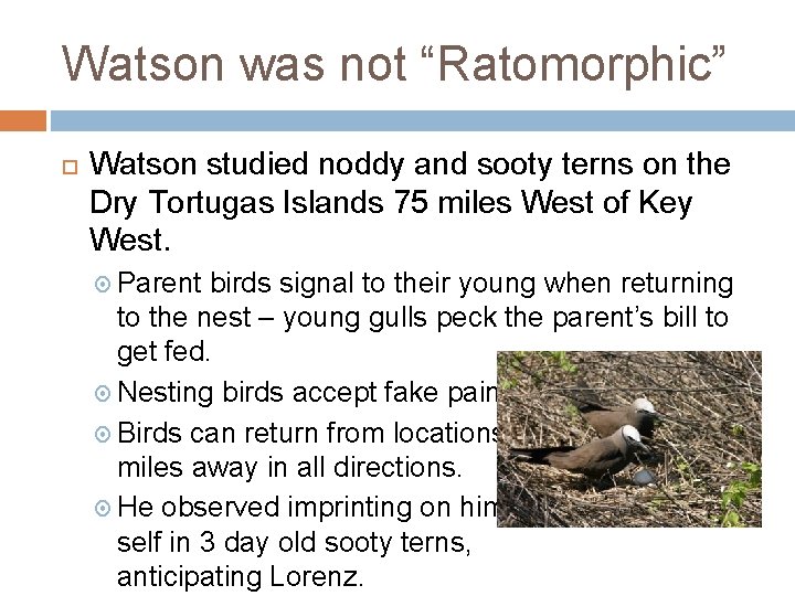 Watson was not “Ratomorphic” Watson studied noddy and sooty terns on the Dry Tortugas