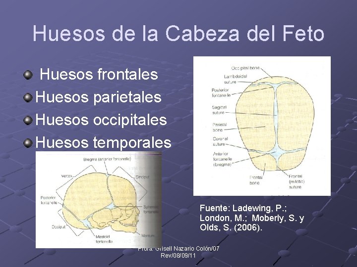 Huesos de la Cabeza del Feto Huesos frontales Huesos parietales Huesos occipitales Huesos temporales