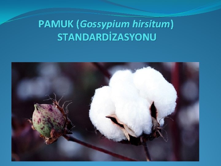 PAMUK (Gossypium hirsitum) STANDARDİZASYONU 