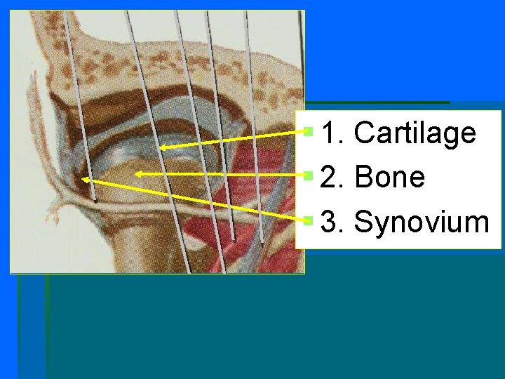 § 1. Cartilage § 2. Bone § 3. Synovium § 1. Cartilage § 2. Bone § 3. Synovium