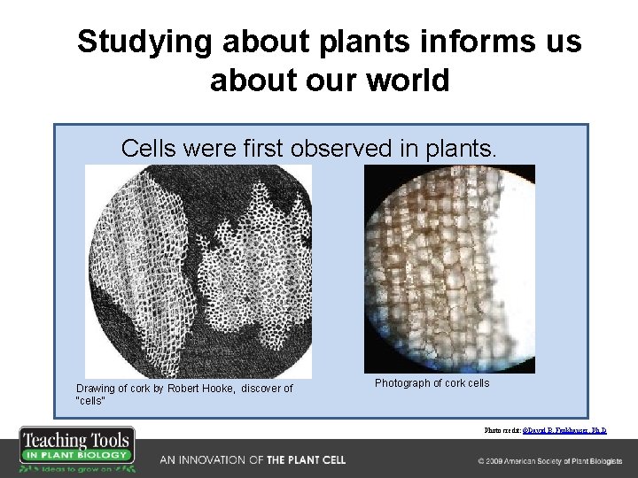 Studying about plants informs us about our world Cells were first observed in plants.