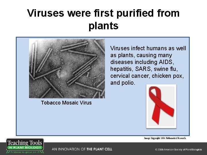 Viruses were first purified from plants Viruses infect humans as well as plants, causing