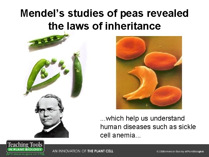 Mendel’s studies of peas revealed the laws of inheritance . . . which help