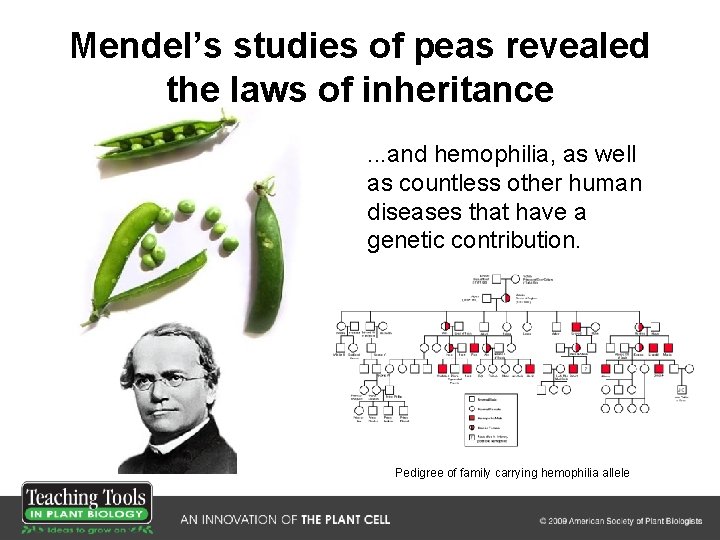 Mendel’s studies of peas revealed the laws of inheritance. . . and hemophilia, as