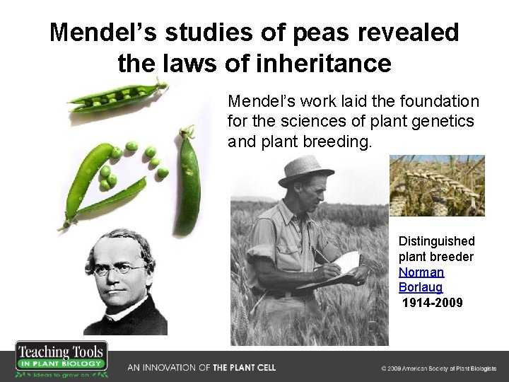 Mendel’s studies of peas revealed the laws of inheritance Mendel’s work laid the foundation