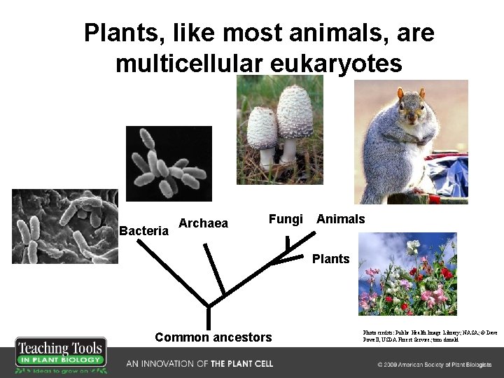 Plants, like most animals, are multicellular eukaryotes Bacteria Archaea Fungi Animals Plants Common ancestors
