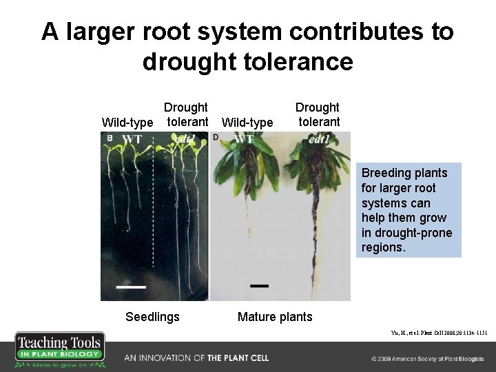 A larger root system contributes to drought tolerance Drought Wild-type tolerant Wild-type Drought tolerant