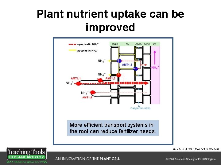 Plant nutrient uptake can be improved More efficient transport systems in the root can