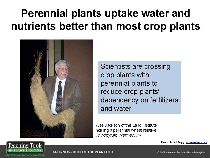 Perennial plants uptake water and nutrients better than most crop plants Scientists are crossing