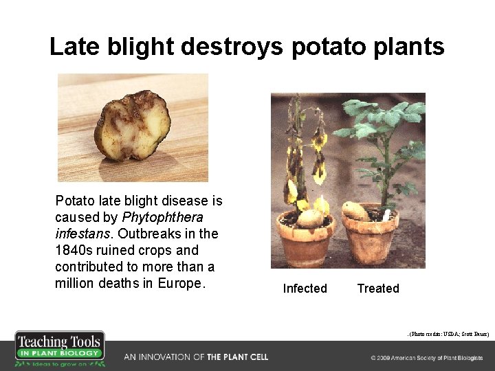 Late blight destroys potato plants Potato late blight disease is caused by Phytophthera infestans.