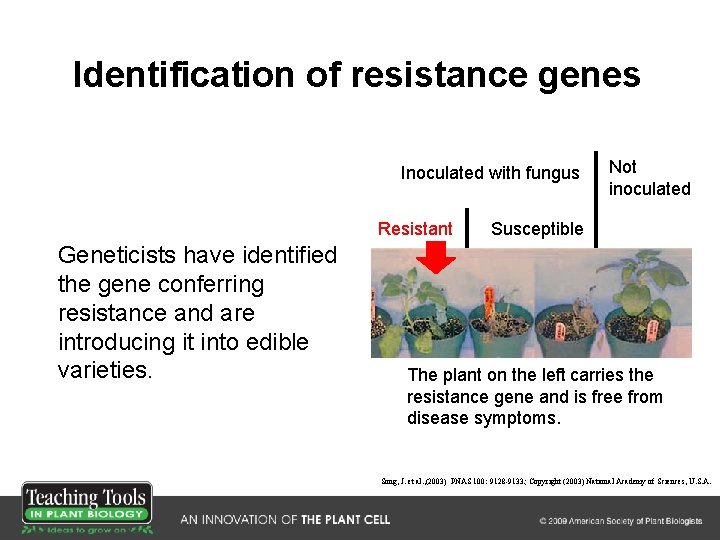 Identification of resistance genes Inoculated with fungus Resistant Geneticists have identified the gene conferring
