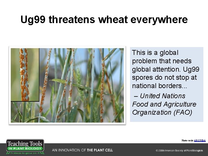 Ug 99 threatens wheat everywhere This is a global problem that needs global attention.