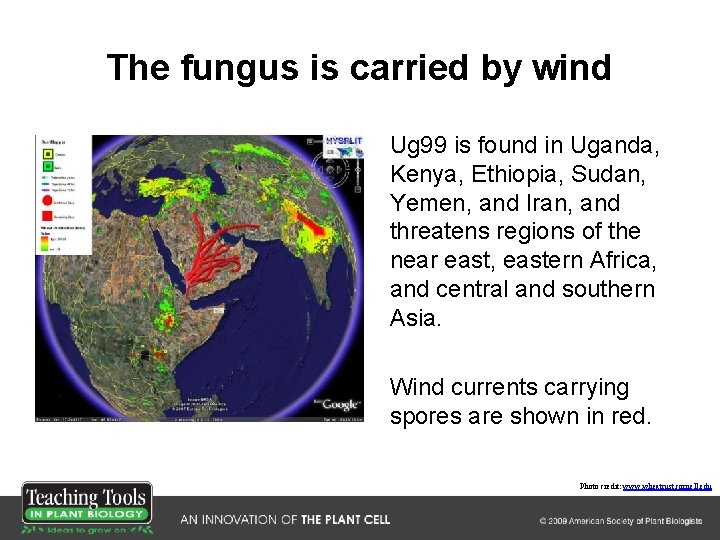 The fungus is carried by wind Ug 99 is found in Uganda, Kenya, Ethiopia,