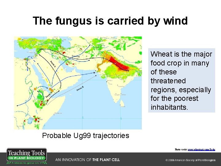 The fungus is carried by wind Wheat is the major food crop in many