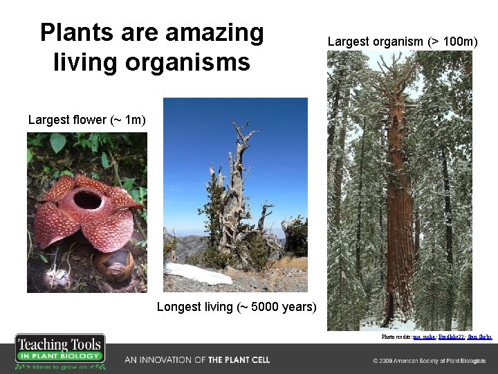 Plants are amazing living organisms Largest organism (> 100 m) Largest flower (~ 1