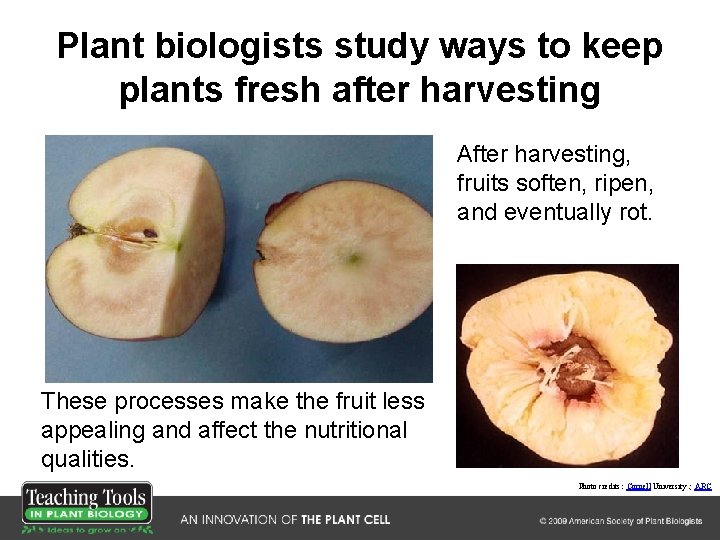 Plant biologists study ways to keep plants fresh after harvesting After harvesting, fruits soften,