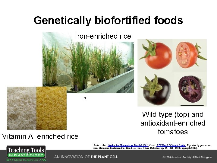 Genetically biofortified foods Iron-enriched rice () Vitamin A–enriched rice Wild-type (top) and antioxidant-enriched tomatoes