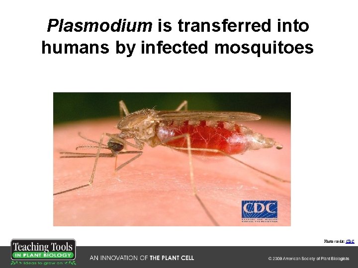 Plasmodium is transferred into humans by infected mosquitoes Photo credit: CDC 