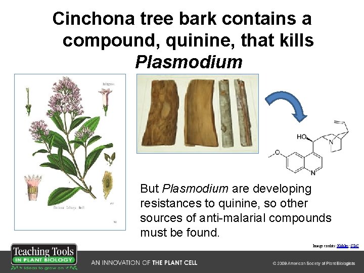 Cinchona tree bark contains a compound, quinine, that kills Plasmodium But Plasmodium are developing