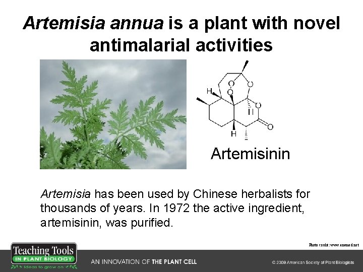 Artemisia annua is a plant with novel antimalarial activities Artemisinin Artemisia has been used