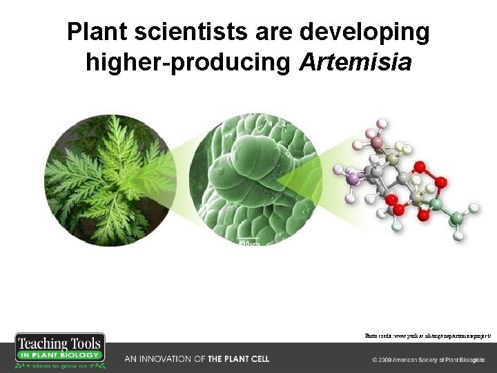 Plant scientists are developing higher-producing Artemisia Photo credit: www. york. ac. uk/org/cnap/artemisiaproject/ 