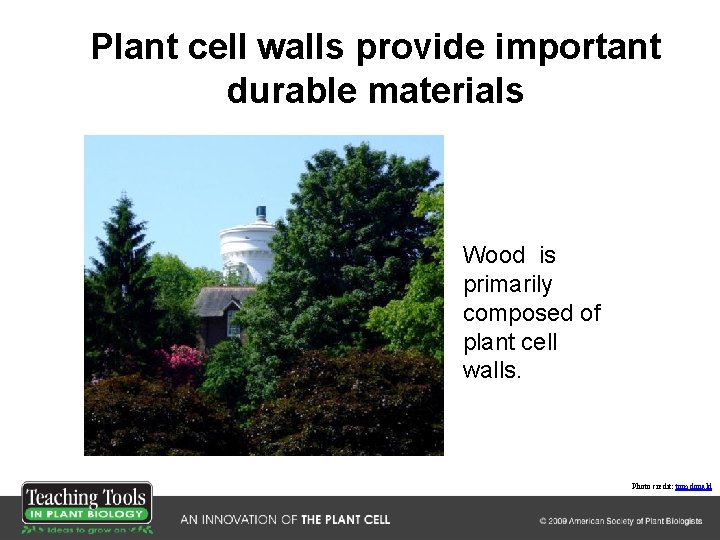 Plant cell walls provide important durable materials Wood is primarily composed of plant cell
