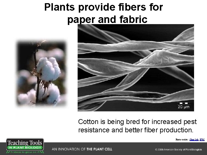 Plants provide fibers for paper and fabric Cotton is being bred for increased pest